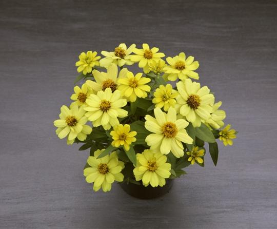 Images