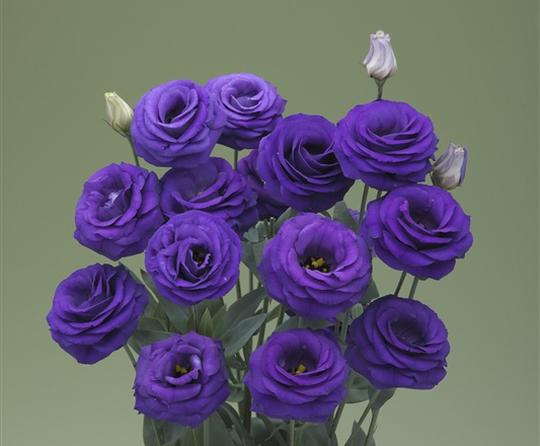 Images